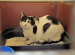 Maxwell Bild von Maxwell