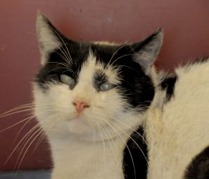 Maxwell Bild von Maxwell