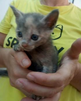 Kitty Bild von Kitty