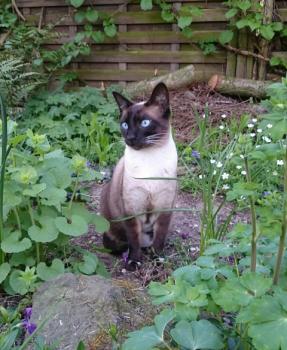 Lily Bild von Lily