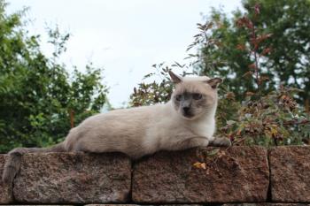 Tatan Bild von Tatan