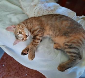 Irena Bild von Irena