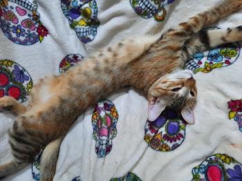 Irena Bild von Irena