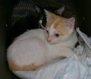 Ulises Bild von Ulises