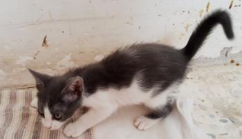 Timon Bild von Timon