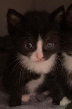 Kitten1 Bild von Berlioz