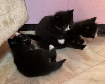 Kitten1 Bild von Berlioz