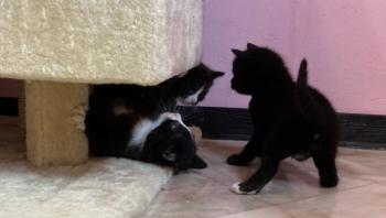 Kitten1 Bild von Berlioz