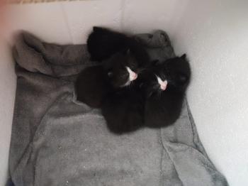 Alle Babies Bild von Berlioz