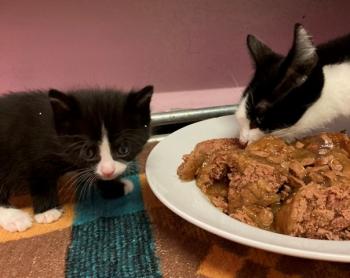 Kitten3 Bild von Toulouse