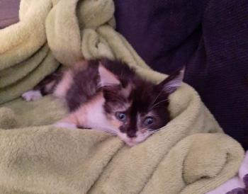 Lola Bild von Lola