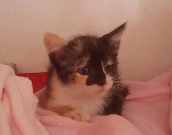 Lola Bild von Lola