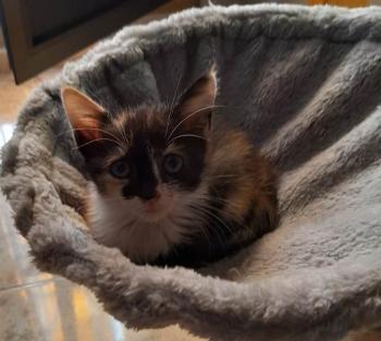 Lola Bild von Lola