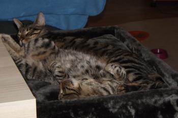 Chop Bild von Chop