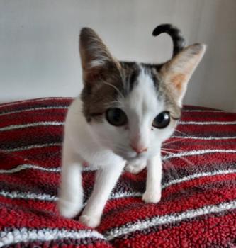 Aisha Bild von Aisha