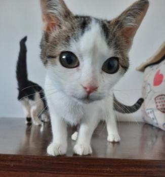 Aisha Bild von Aisha