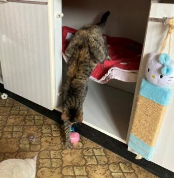Brenda Bild von Brenda