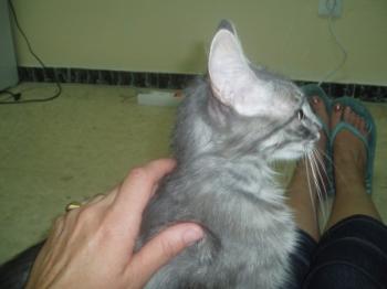 Troya Bild von Troya