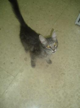 Troya Bild von Troya
