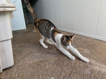 Alice Bild von Alice