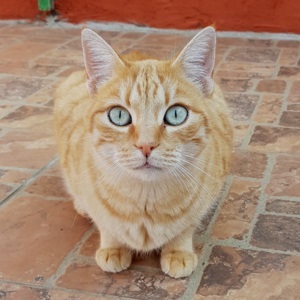 Suro Bild von Suro