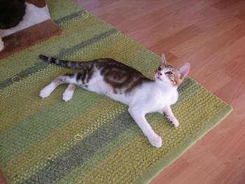 Hansel Bild von Hansel