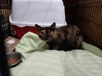 Tinta Bild von Tinta