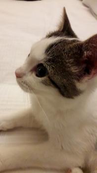 Aisha Bild von Aisha