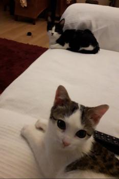 Aisha Bild von Aisha