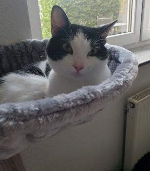 Fuente Bild von Fuente