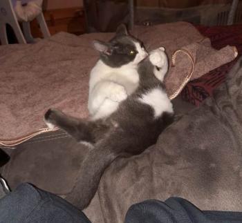 Timon Bild von Timon