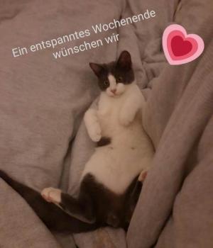 Timon Bild von Timon