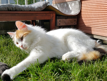Sora Bild von Sora