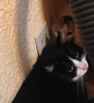 Sosa Bild von Sosa