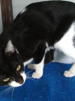 Rummy Bild von Rummy