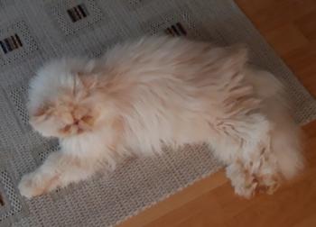 Pumuckl Bild von Pumuckl