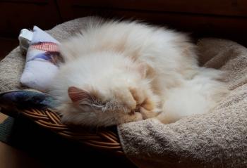 Pumuckl Bild von Pumuckl