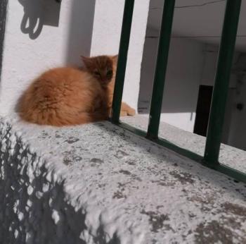 Jasper Bild von Jasper