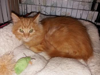 Jasper Bild von Jasper