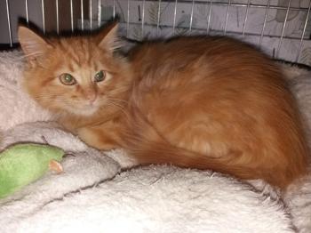 Jasper Bild von Jasper