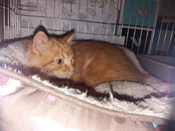 Jasper Bild von Jasper