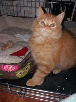 Jasper Bild von Jasper