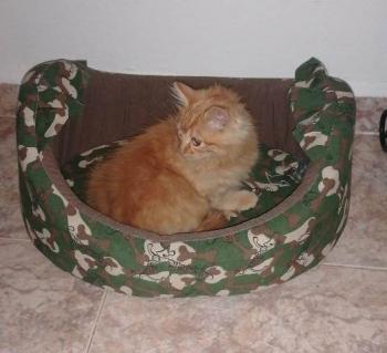 Jasper Bild von Jasper