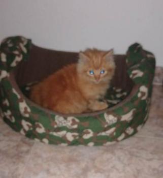 Jasper Bild von Jasper