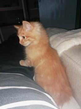 Jasper Bild von Jasper