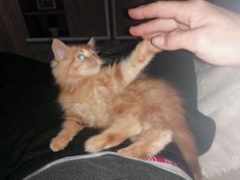 Jasper Bild von Jasper