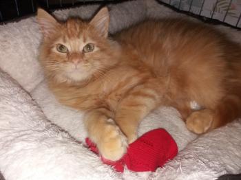 Jasper Bild von Jasper