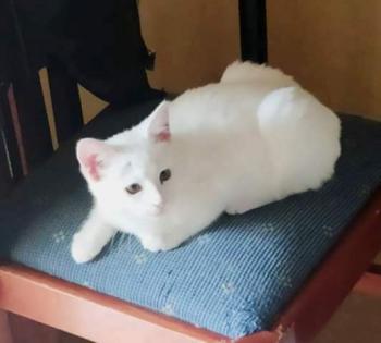 Copito Bild von Copito