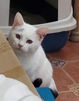 Copito Bild von Copito