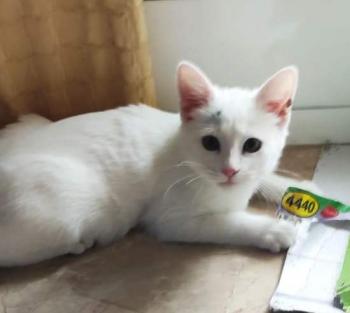 Copito Bild von Copito